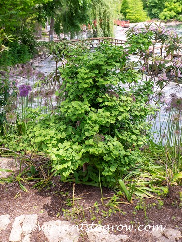 Jade Butterfly Ginkgo (Ginkgo biloba)